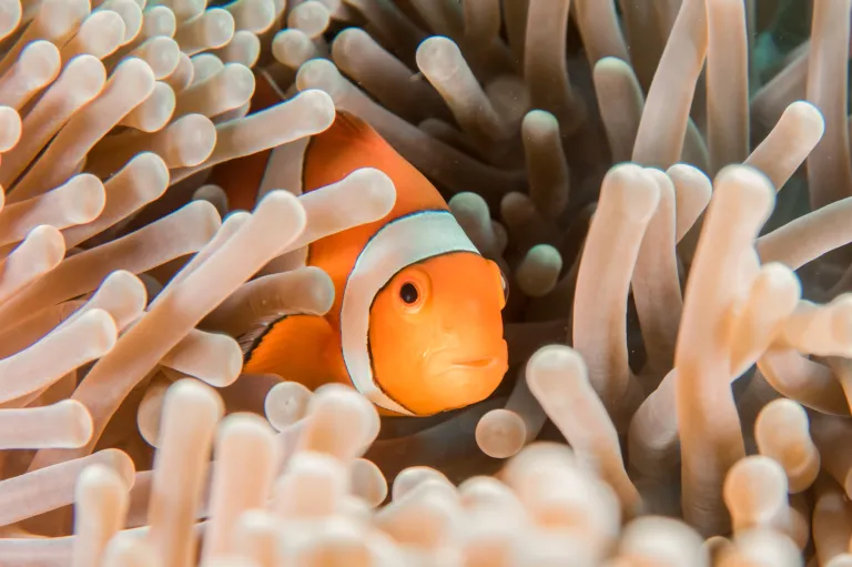 Diving Coral Reefs