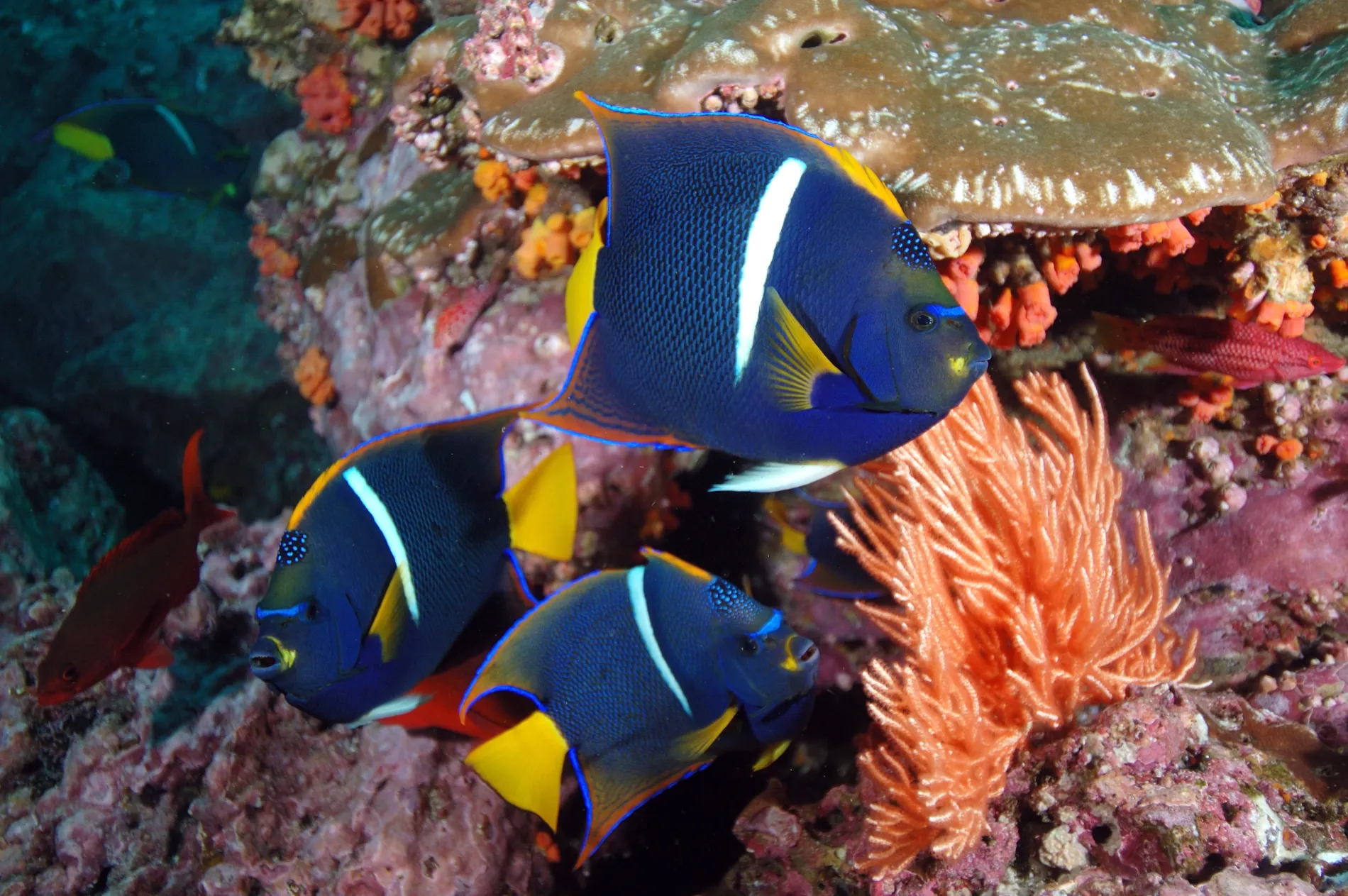 THE CORAL TRIANGLE