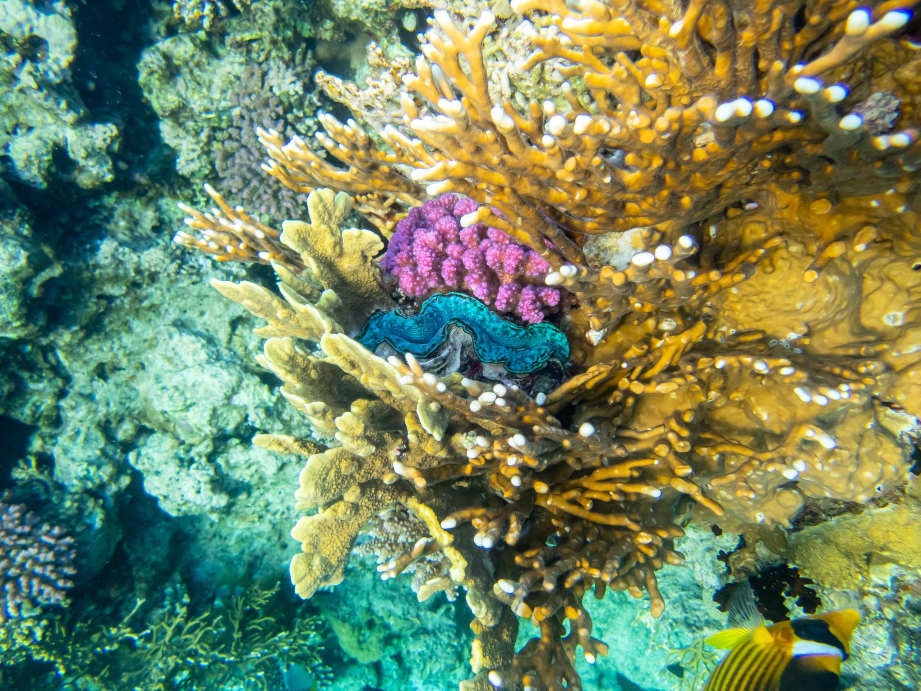 Coral Reefs & Crystal Waters