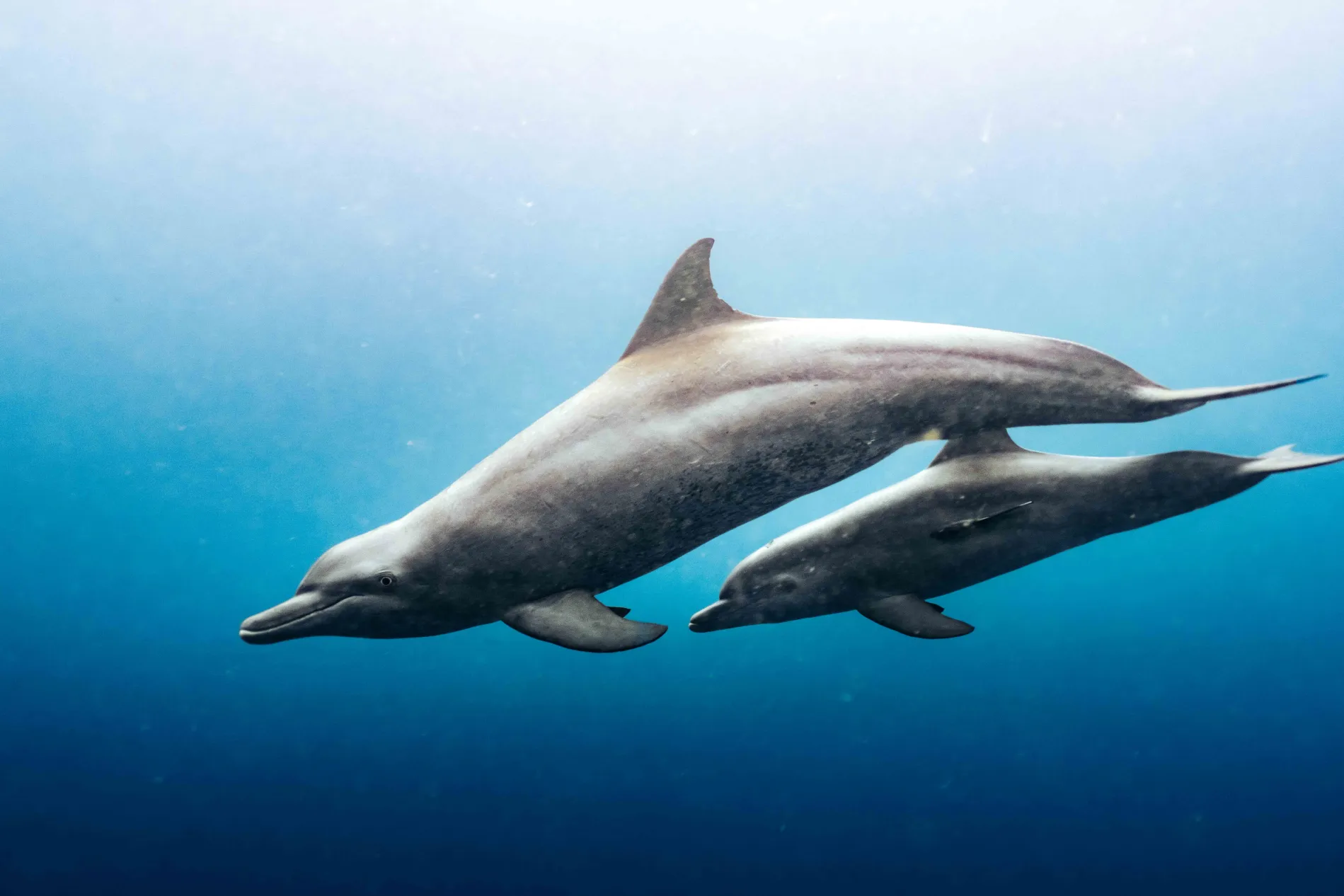 Daily Dive Excursions