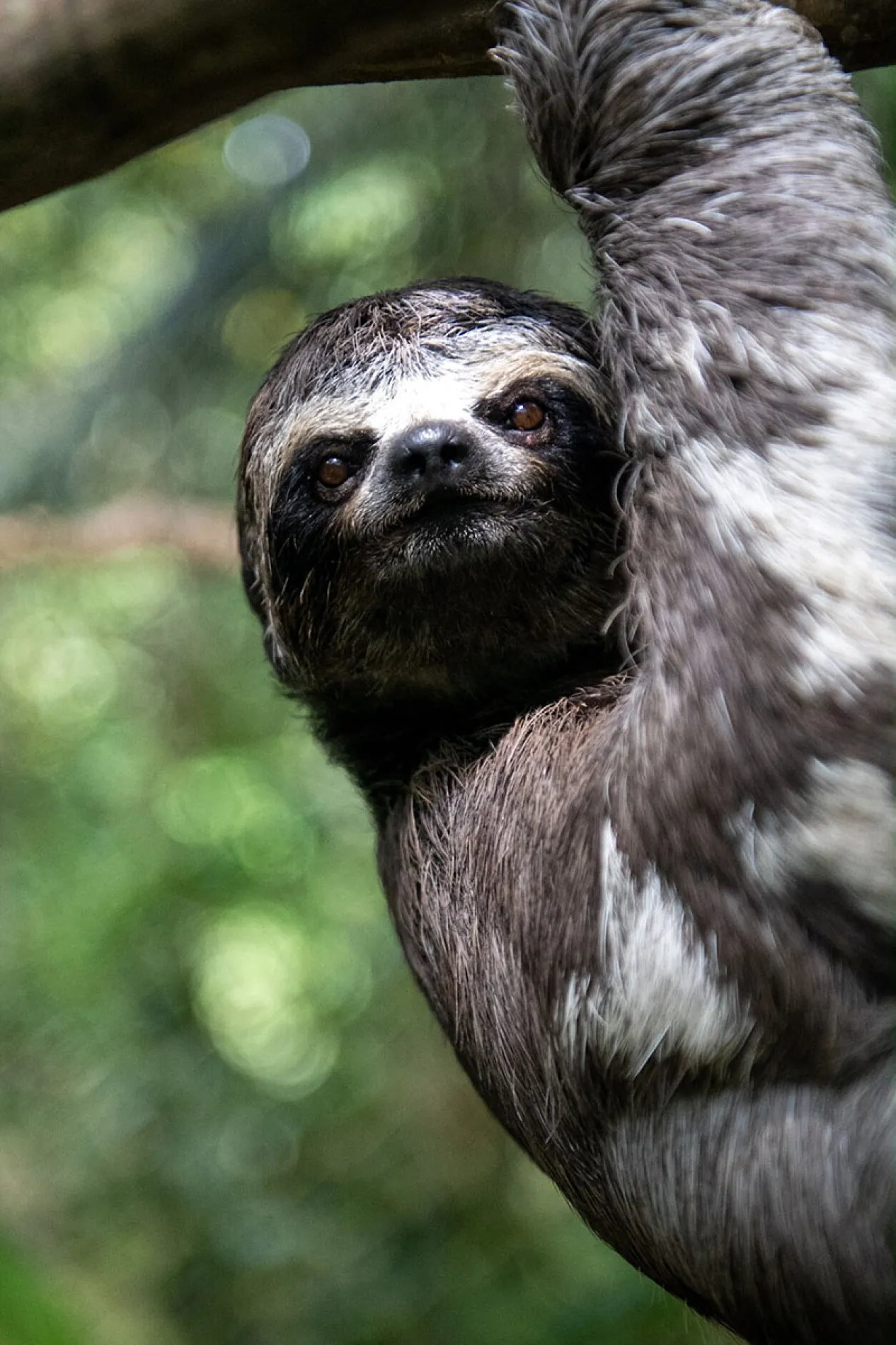 A FRONT-ROW SEAT TO THE AMAZON