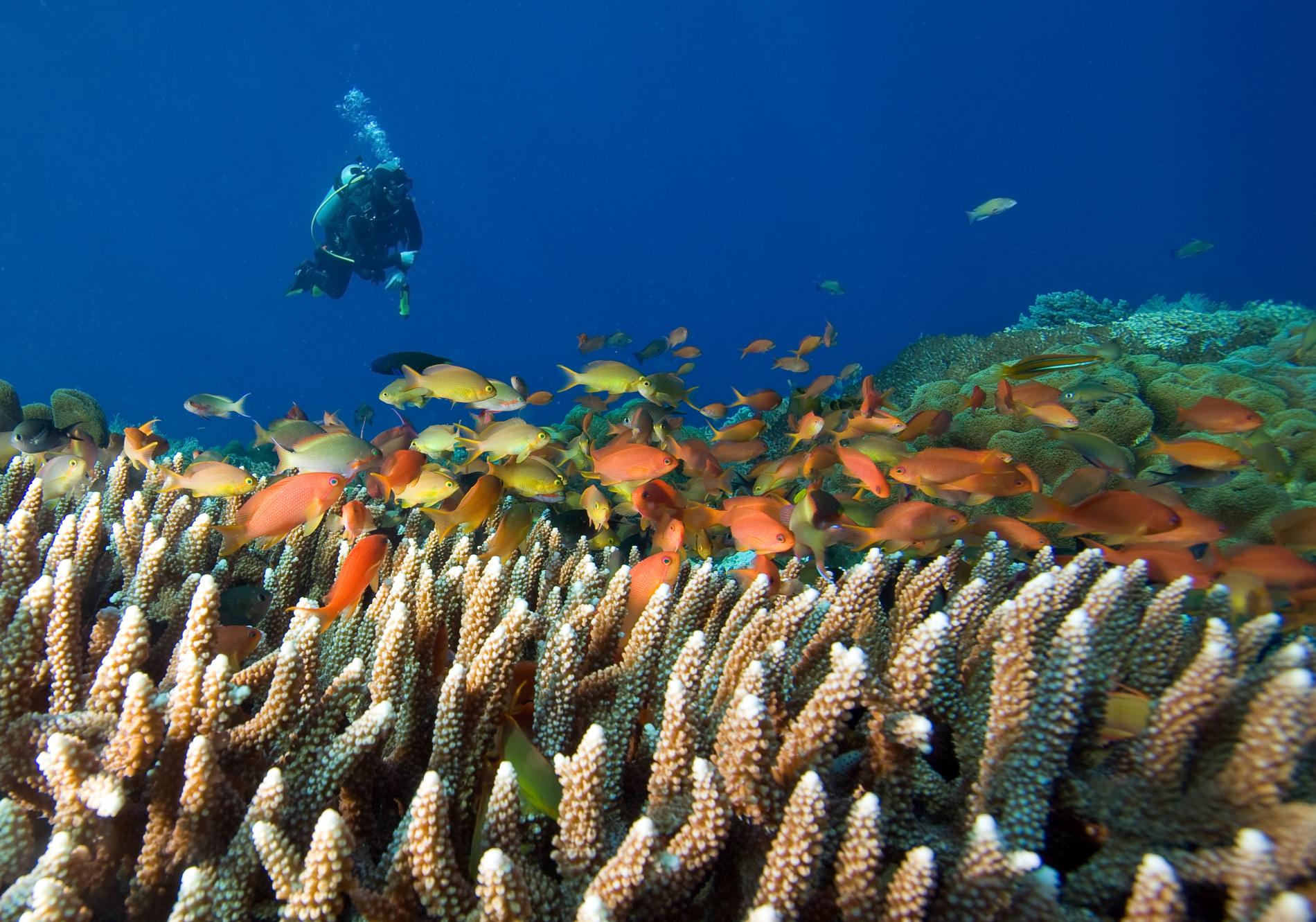 Underwater Wonders