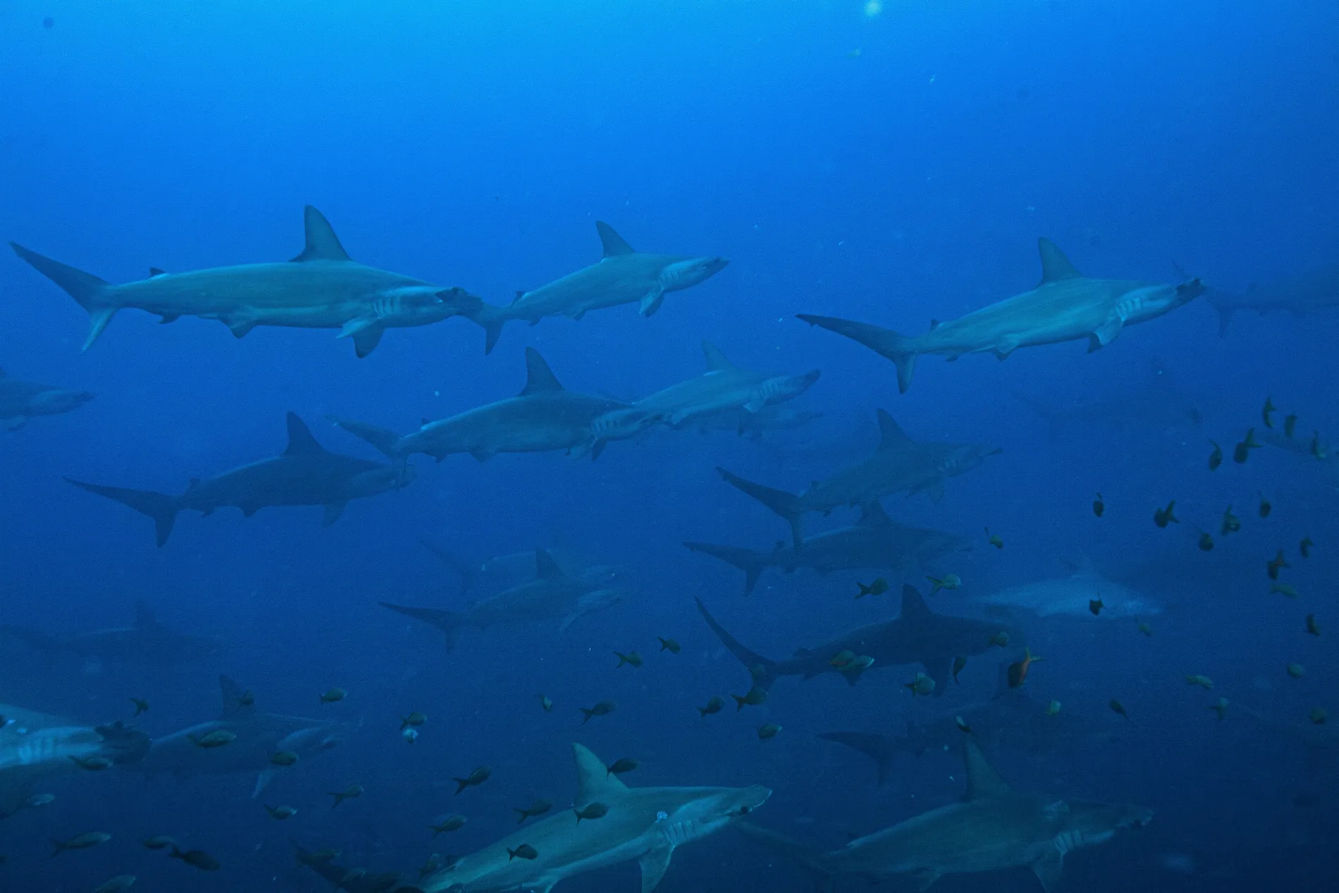 Life above and below